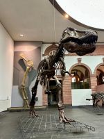 Senckenberg_04